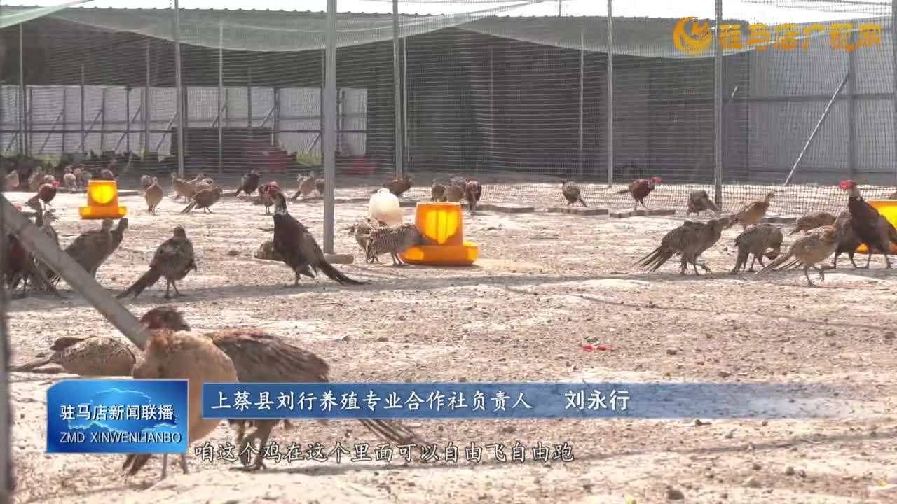 【一村一品話振興】上蔡縣五龍鎮(zhèn):堅持多元化發(fā)展 跑出鄉(xiāng)村振興“加速度”