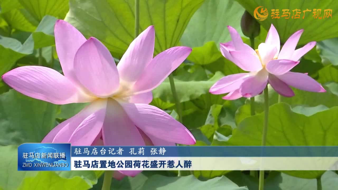 駐馬店置地公園荷花盛開惹人醉