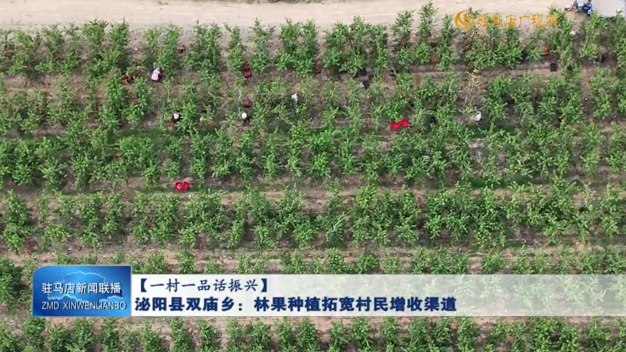 【一村一品話振興】泌陽縣雙廟鄉(xiāng)：林果種植拓寬村民增收渠道