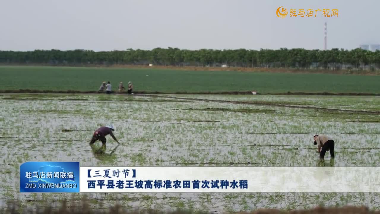 【三夏時節(jié)】西平縣老王坡高標準農田首次試種水稻