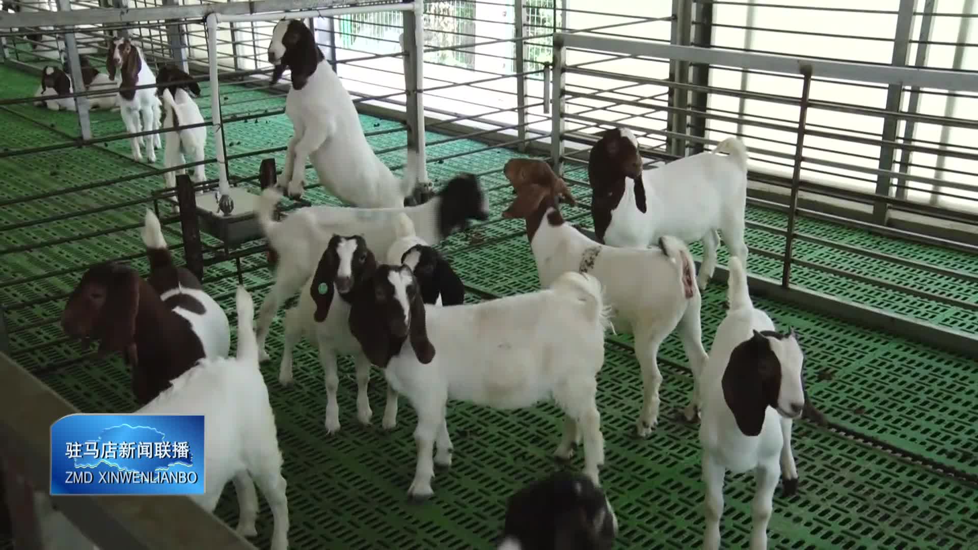 遂平縣花莊鎮(zhèn)：特色養(yǎng)殖鋪就鄉(xiāng)村振興“羊”光大道