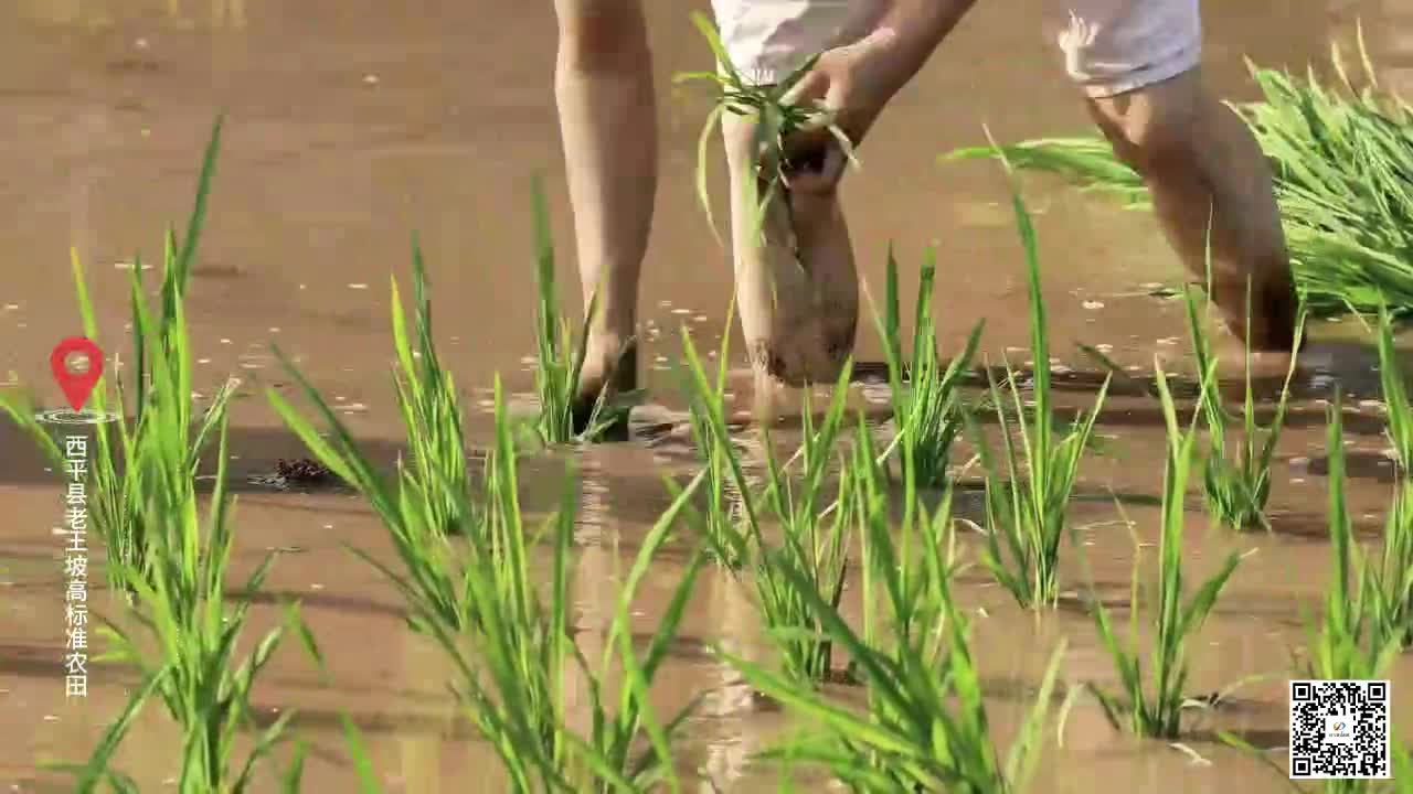 西平县老王坡高标准农田首种水稻 开启农业新篇章