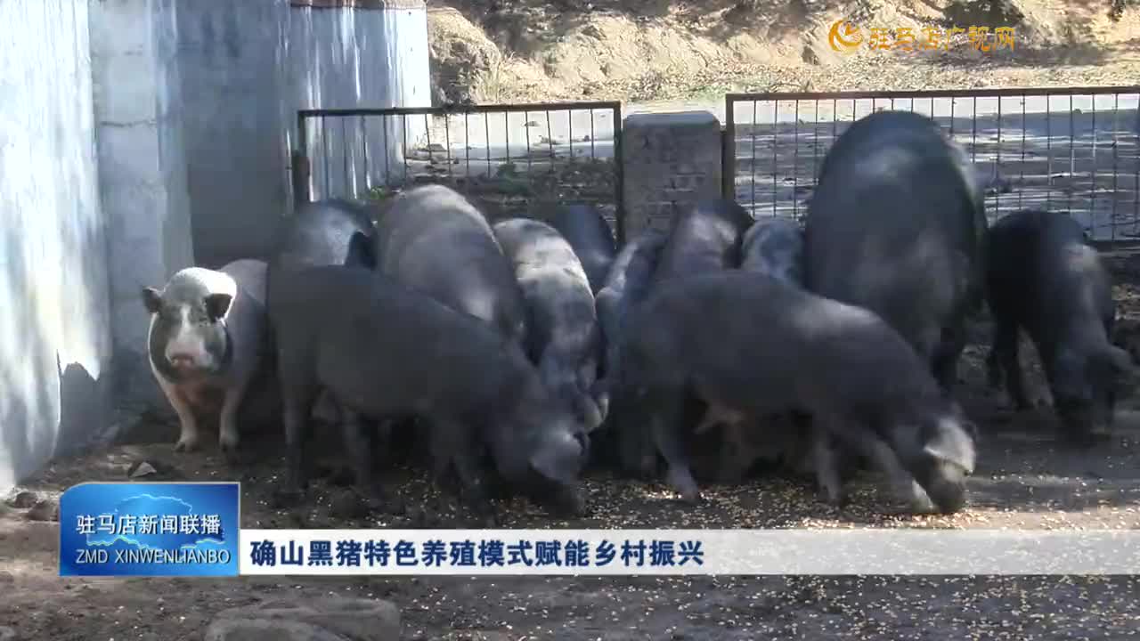 確山黑豬特色養(yǎng)殖模式賦能鄉(xiāng)村振興