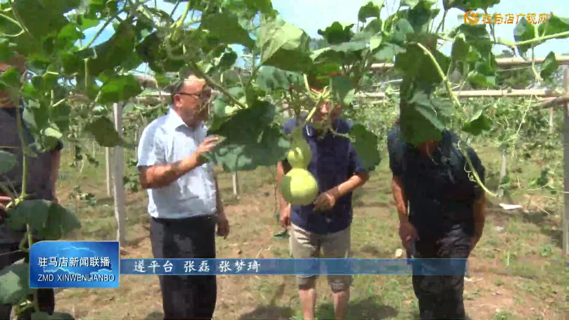 遂平縣玉山鎮(zhèn)劉莊村：葫蘆種植帶動村民就業(yè)增收