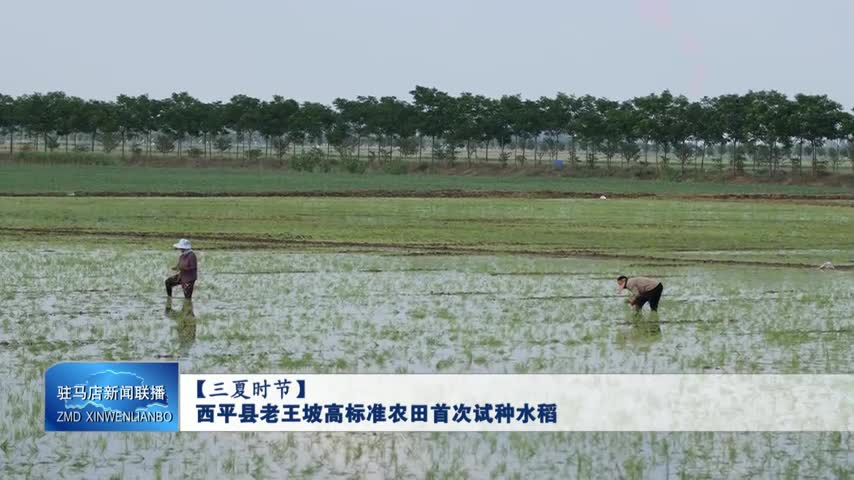 西平县老王坡高标准农田首次试种水稻