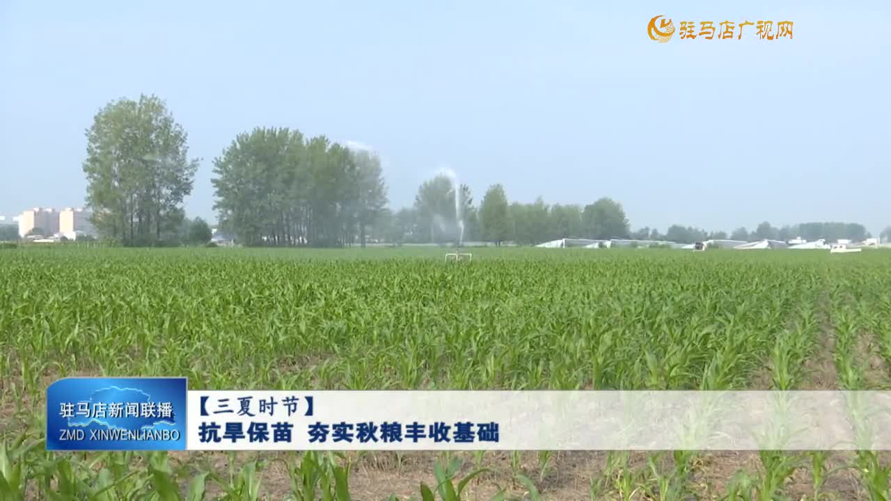 【三夏時節(jié)】抗旱保苗 夯實(shí)秋糧豐收基礎(chǔ)