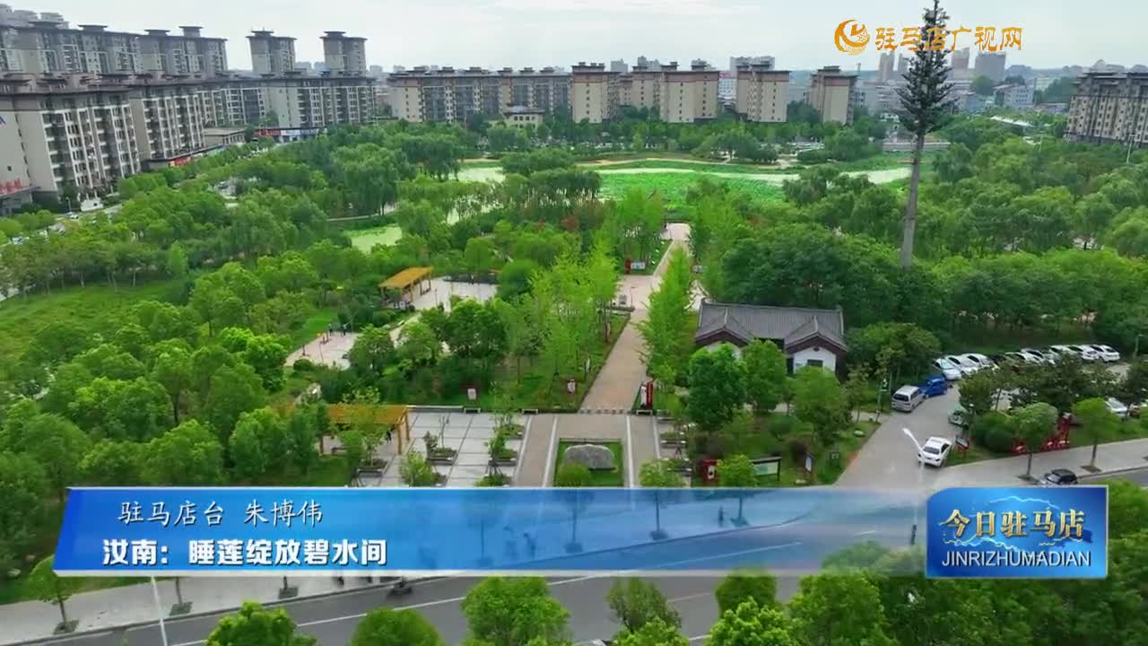 汝南：睡莲绽放碧水间