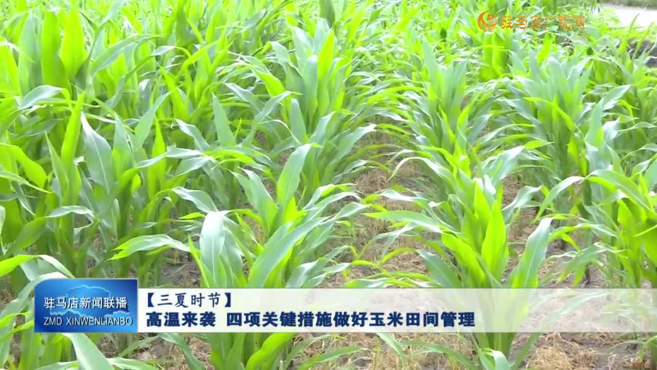 【三夏時(shí)節(jié)】高溫來(lái)襲 四項(xiàng)關(guān)鍵措施做好玉米田間管理