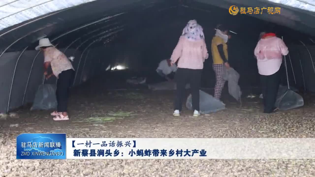 【一村一品话振兴】新蔡县涧头乡：小蚂蚱带来乡村大产业