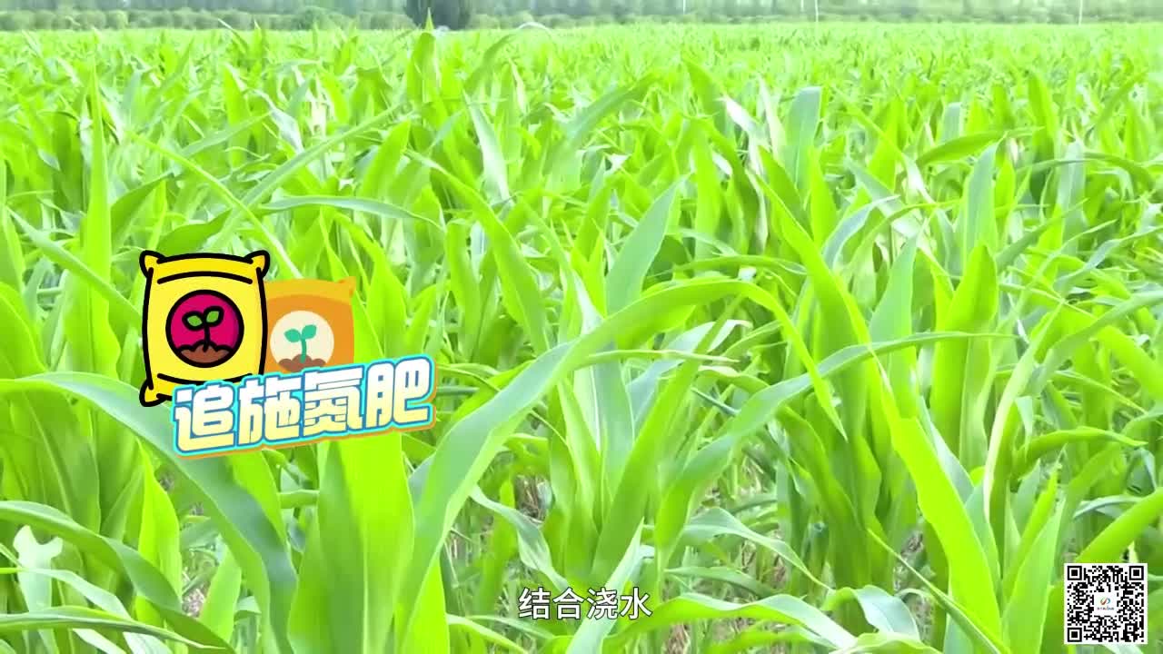 高溫來襲，四項關(guān)鍵措施做好玉米田間管理