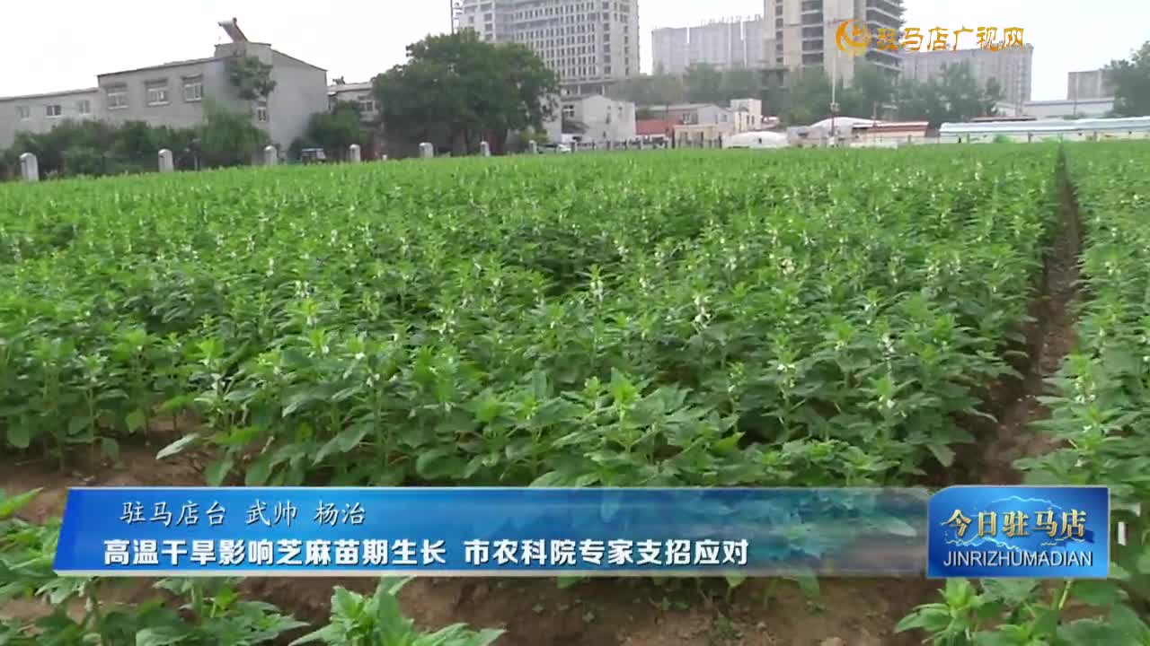 高溫干旱影響芝麻苗期生長 市農科院專家支招應對