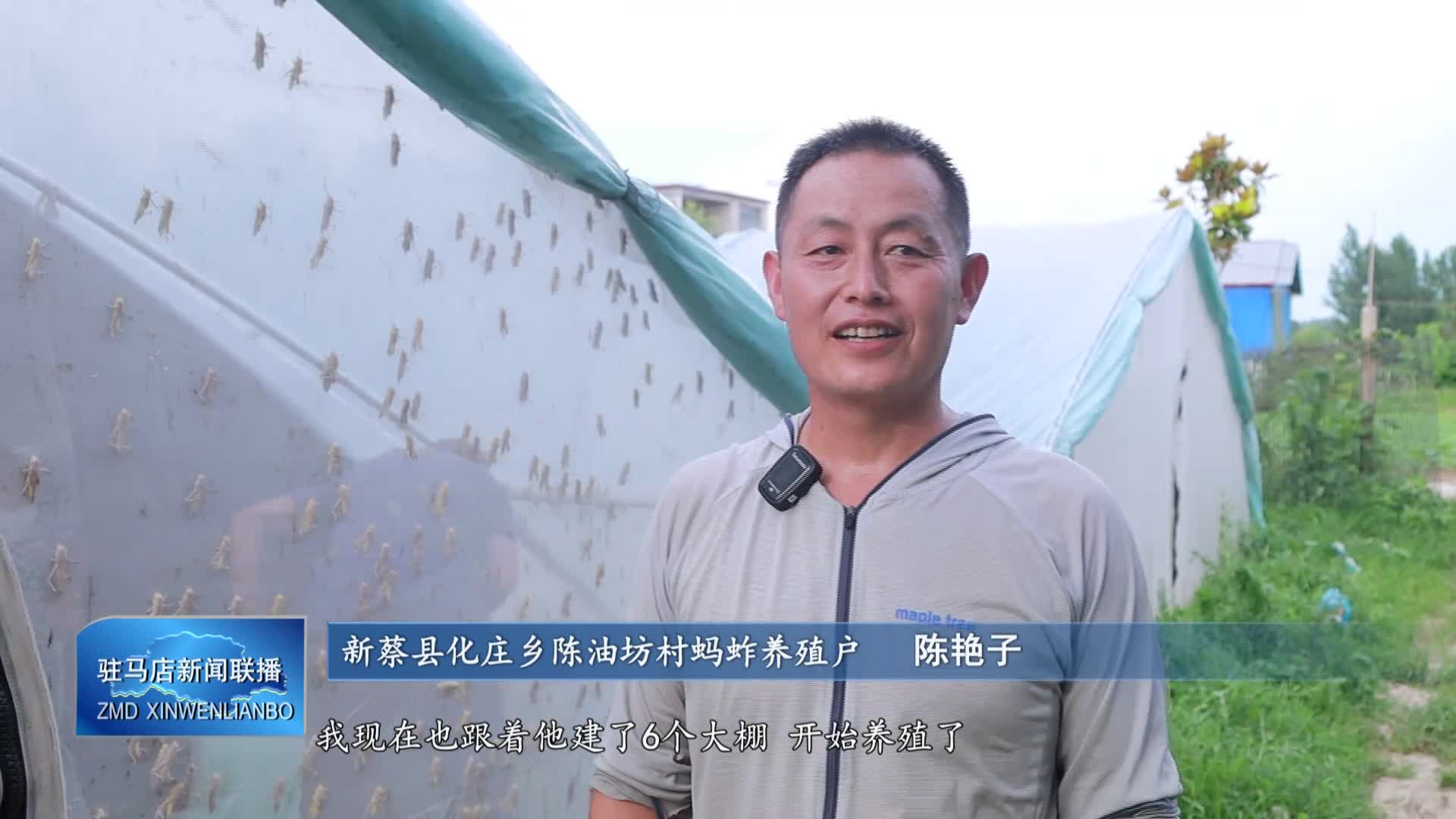 新蔡县涧头乡:小蚂蚱带来乡村大产业