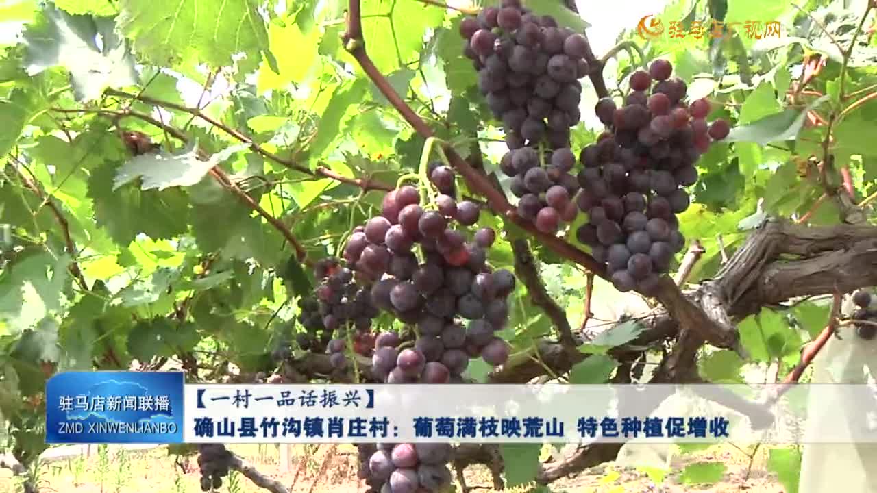【一村一品話振興】確山縣竹溝鎮(zhèn)肖莊村：葡萄滿枝映荒山 特色種植促增收