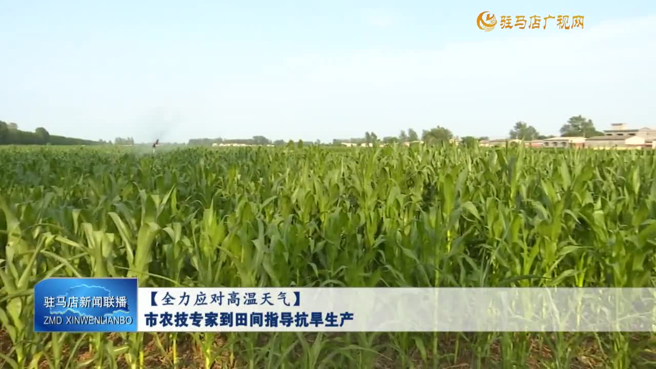 【全力应对高温天气】市农技专家到田间指导抗旱生产