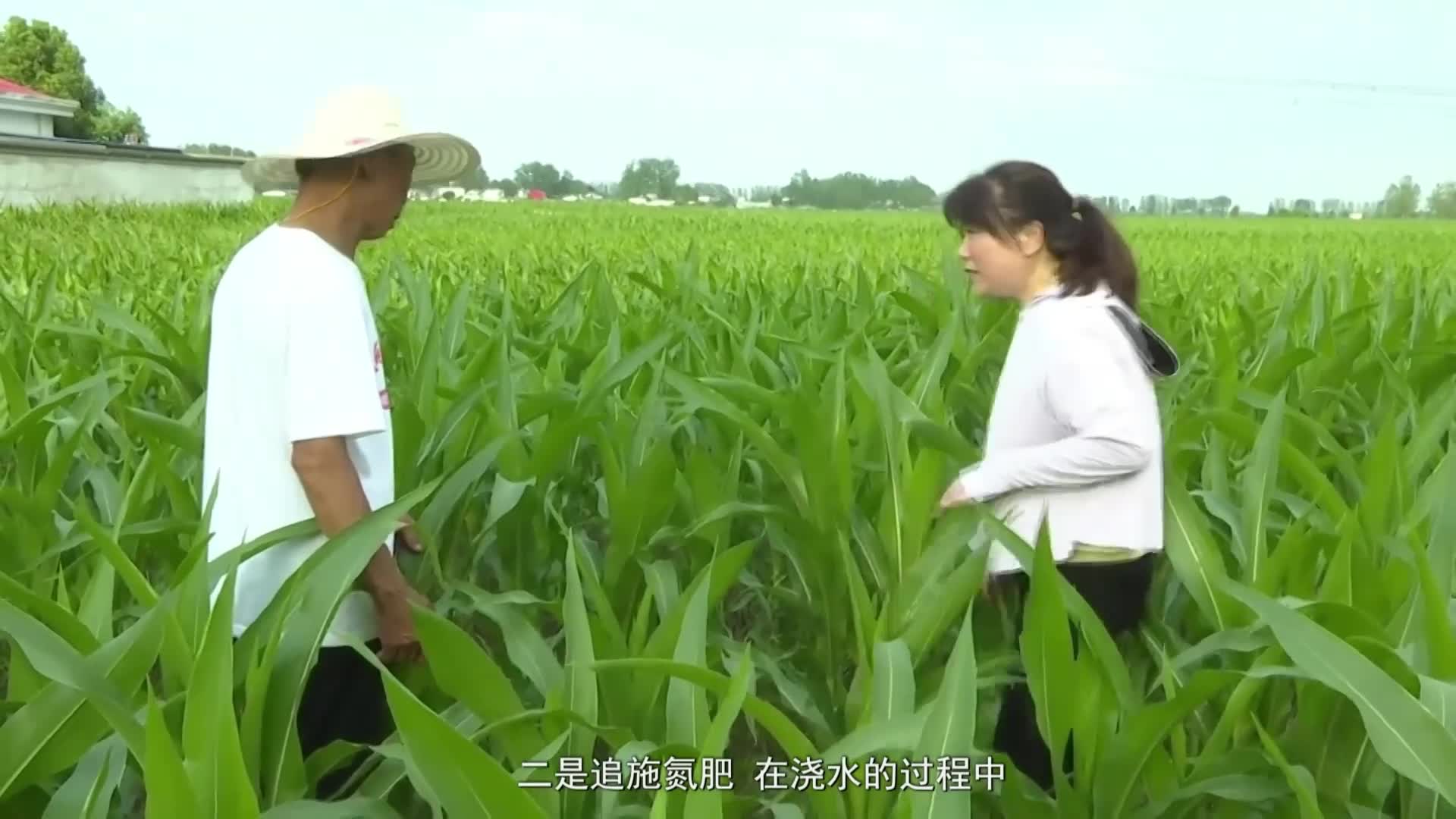 高温来袭 四项关键措施做好玉米田间管理