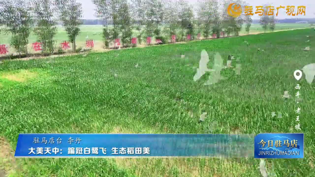 大美天中：蹁躚白鷺飛 生態(tài)稻田美