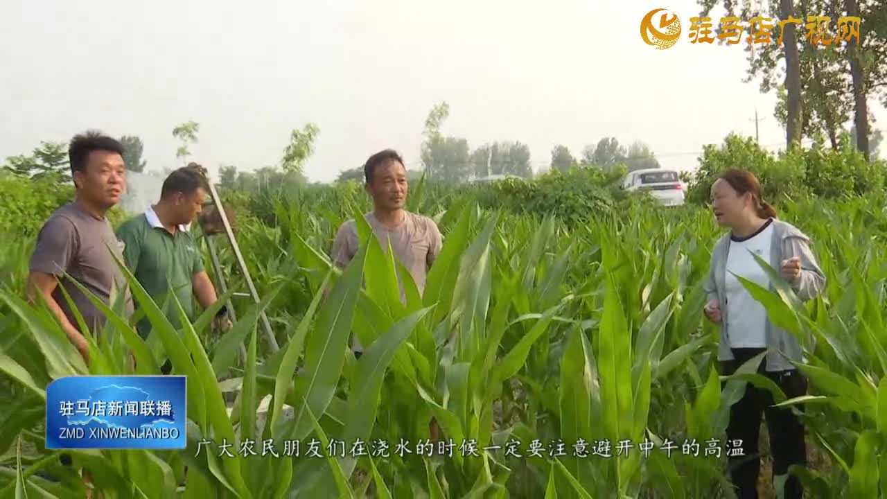 【全力應(yīng)對高溫天氣】我市各地抗旱保秋 筑牢糧食生產(chǎn)安全屏障