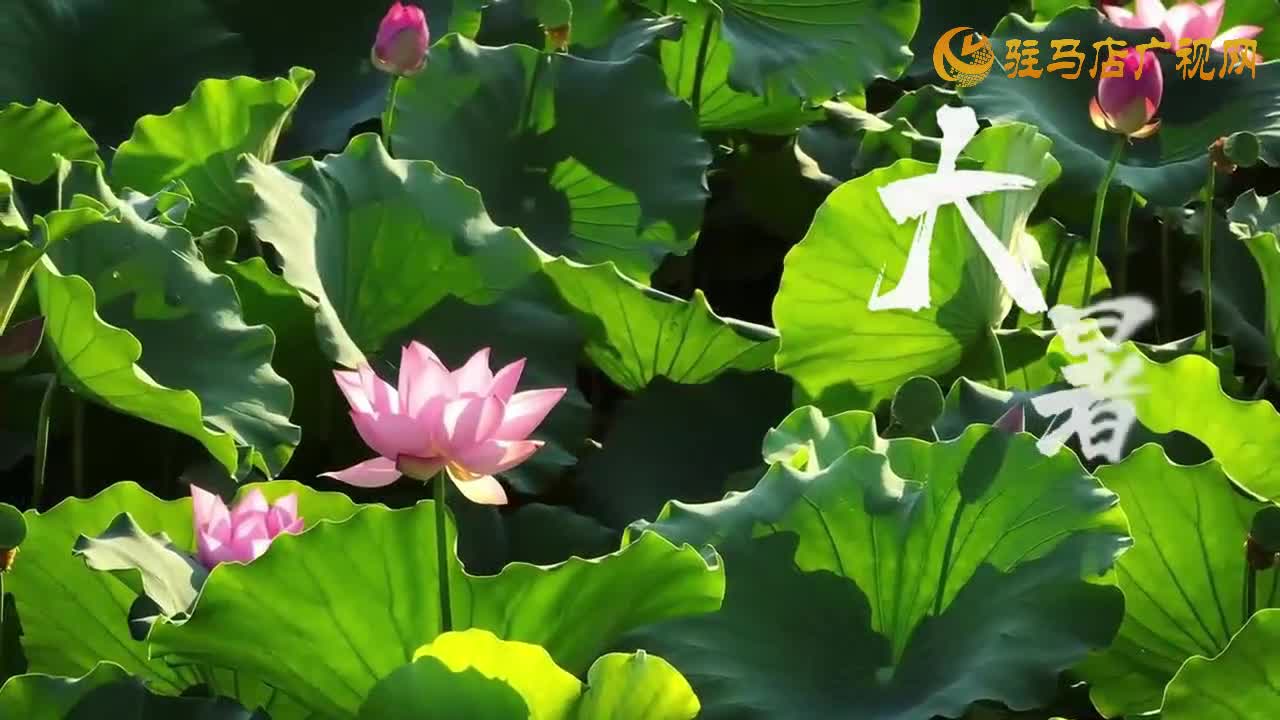 大暑至 夏正浓