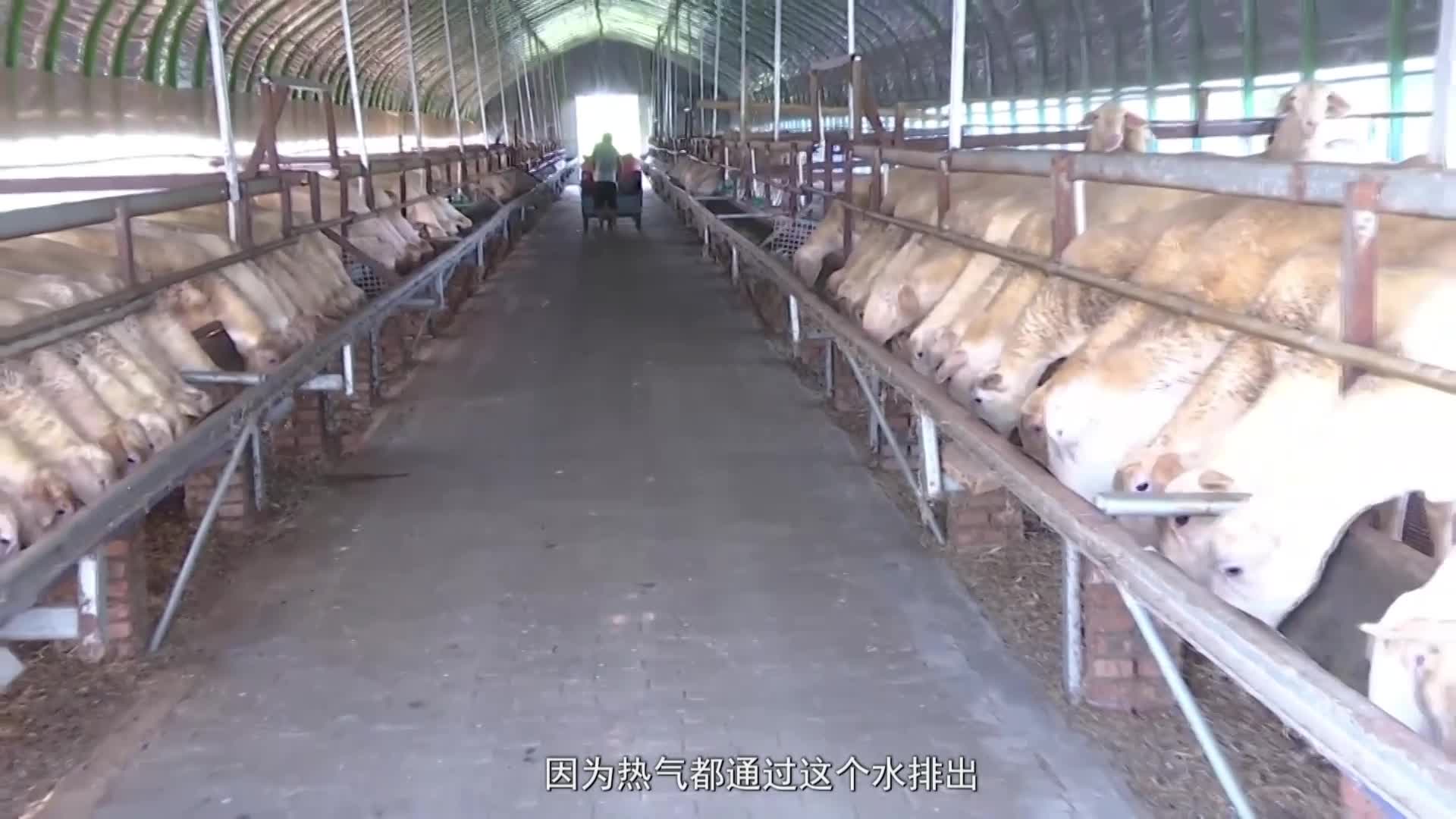 烈日“烤”驗畜牧場 養(yǎng)殖戶巧施妙招渡難關(guān)