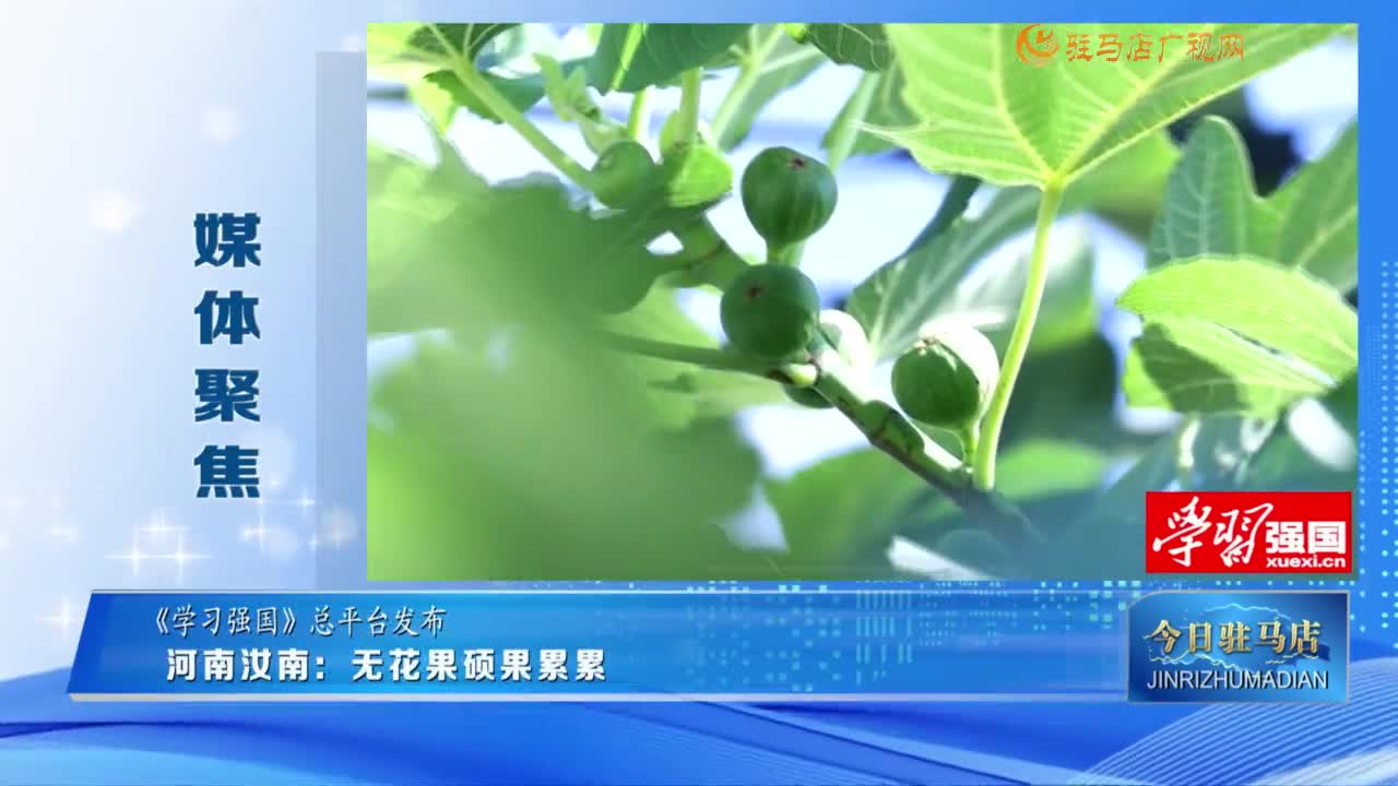 【媒体聚焦】河南汝南：无花果硕果累累......