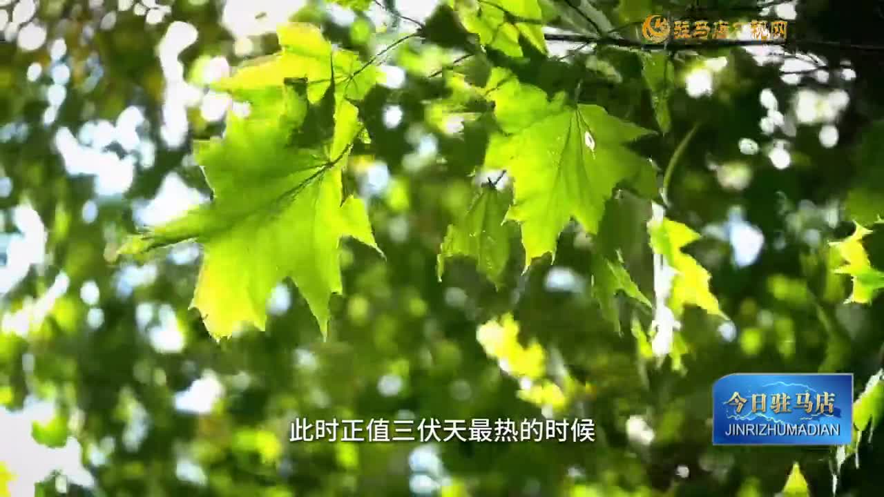 大暑至 夏正濃