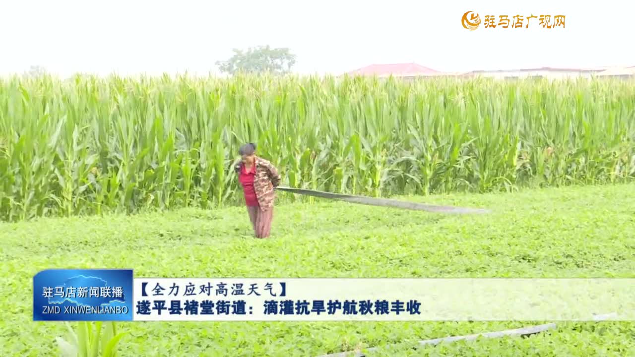 【全力應(yīng)對高溫天氣】遂平縣褚堂街道：滴灌抗旱護(hù)航秋糧豐收