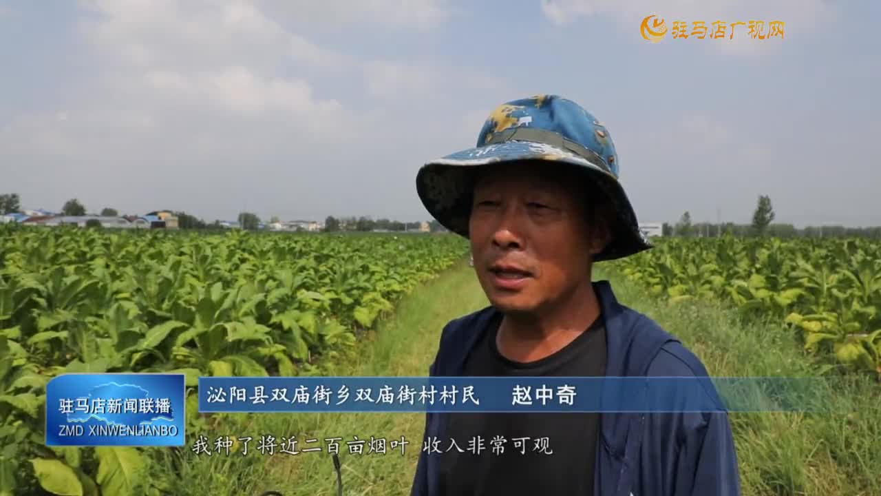 【一村一品話振興】泌陽縣：又到一年烤煙季  “金葉”飄香助增收
