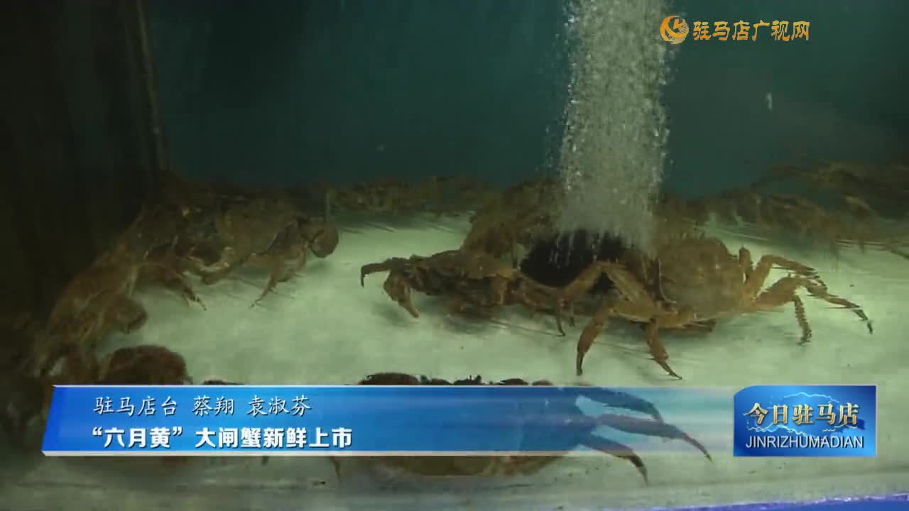 “六月黄”大闸蟹新鲜上市