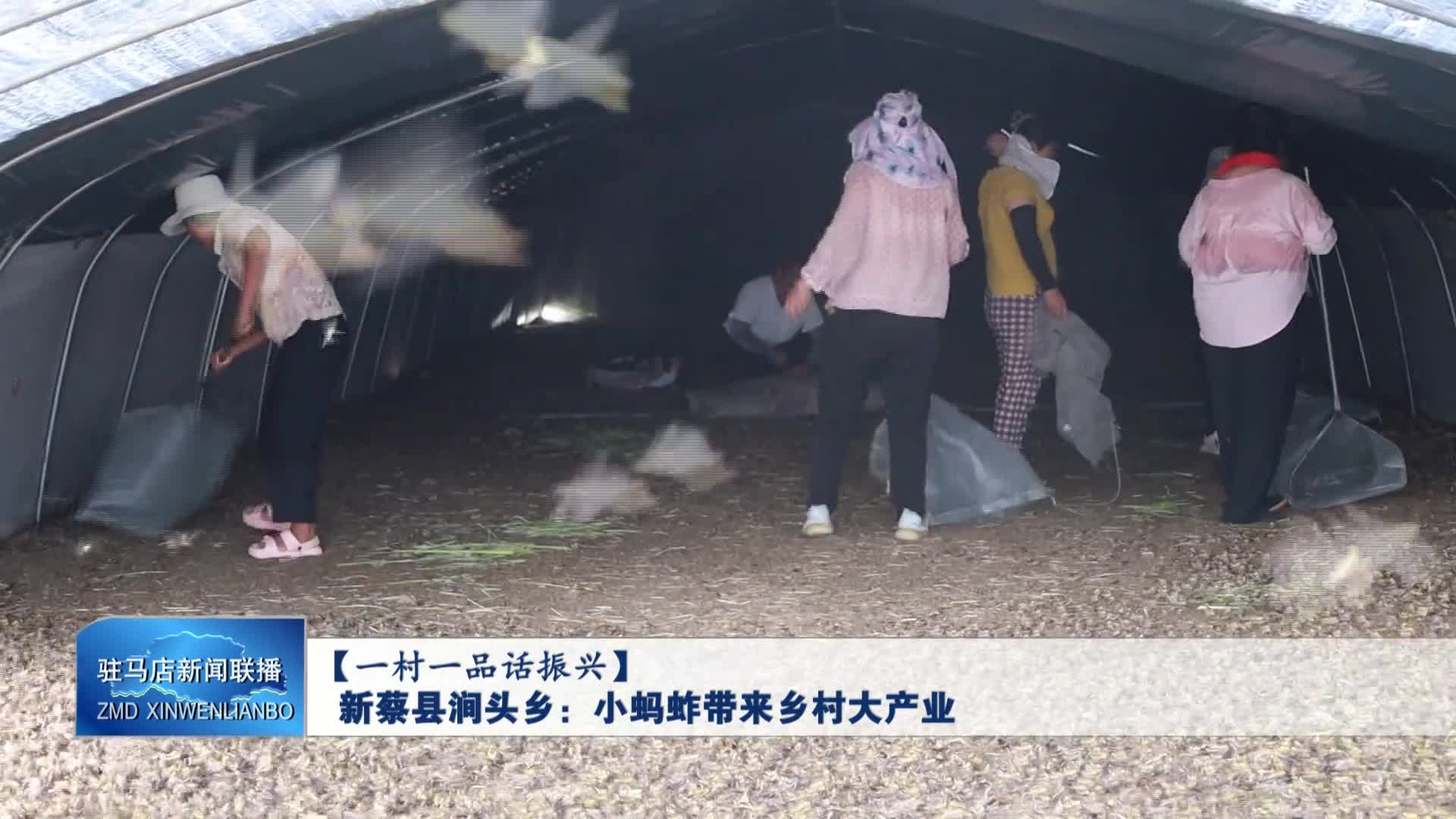 新蔡县涧头乡：小蚂蚱带来乡村大产业