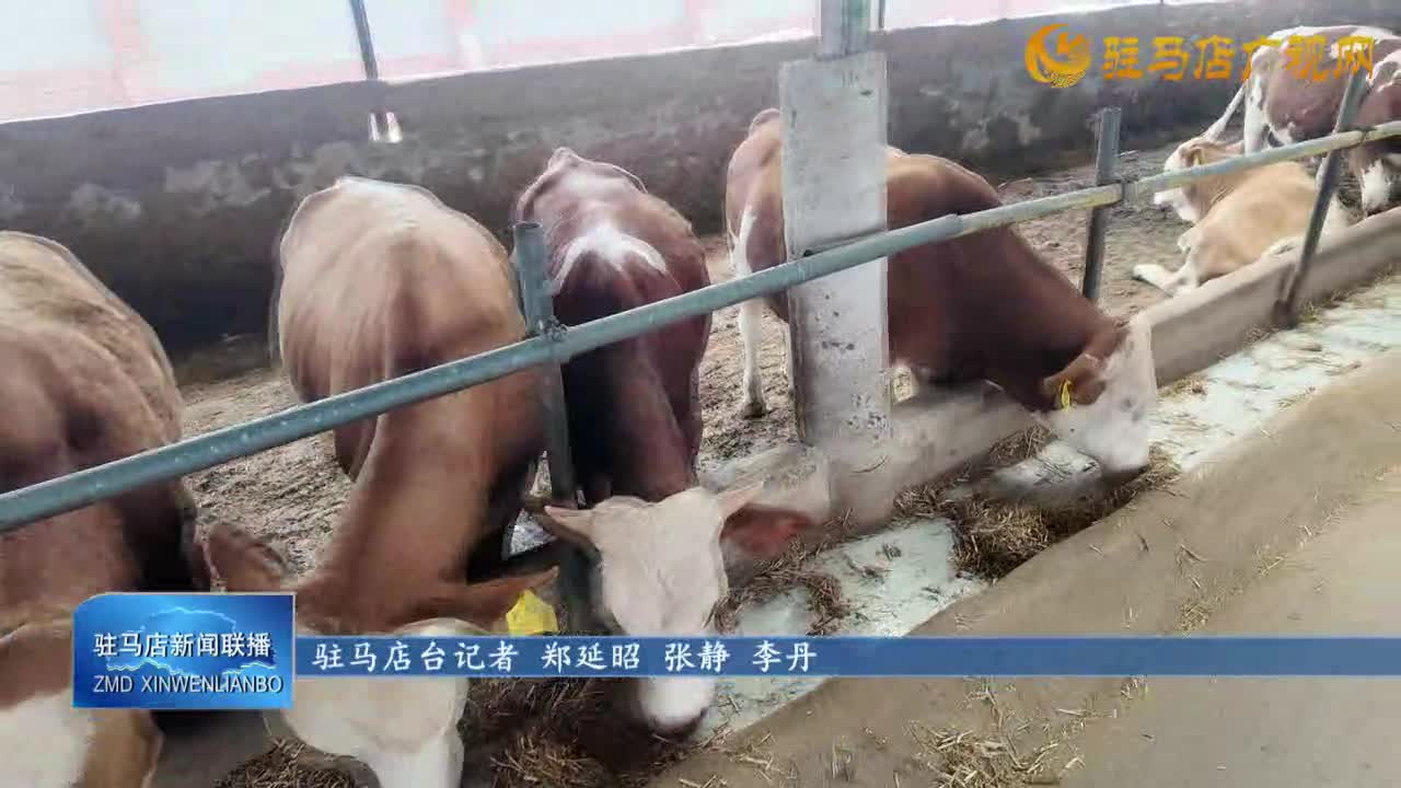【一村一品話振興】西平縣二郎鄉(xiāng)小王莊村：肉牛養(yǎng)殖助農(nóng)增收