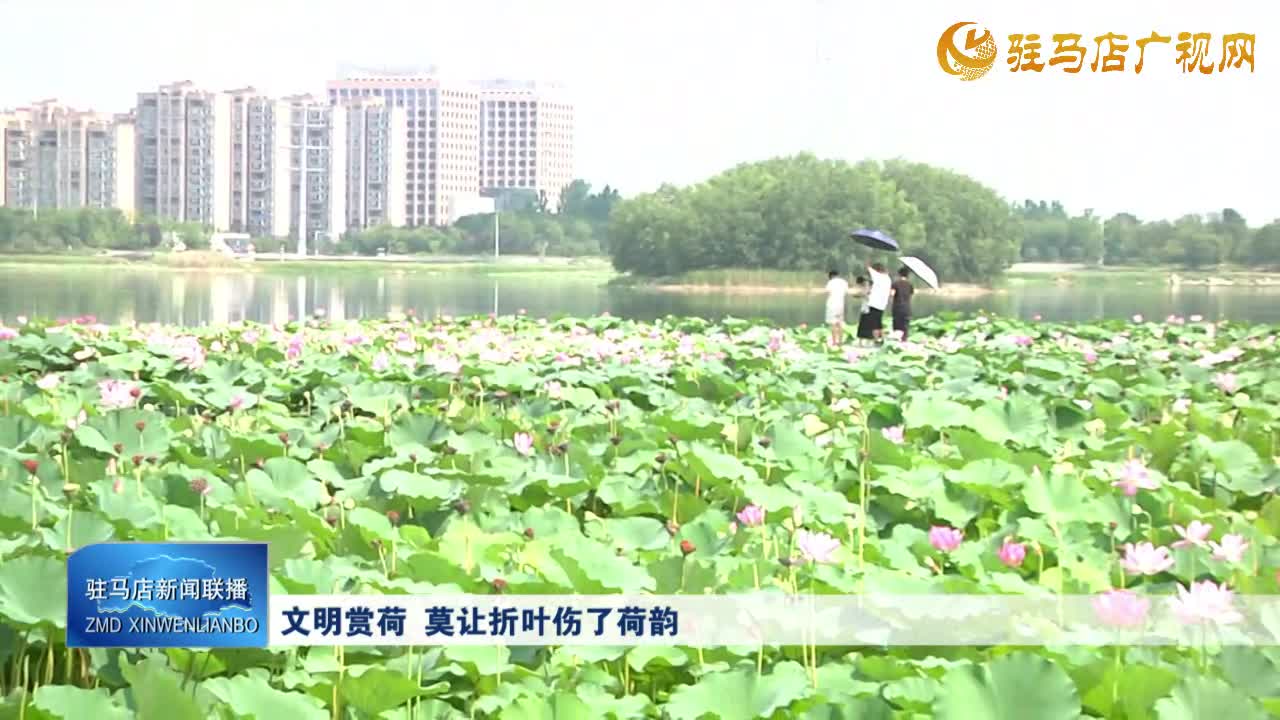 文明赏荷 莫让折叶伤了荷韵