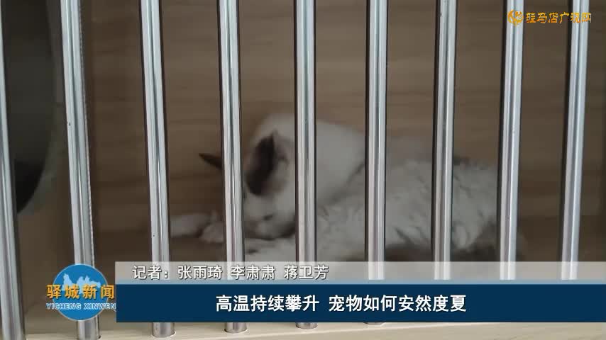 高溫持續(xù)攀升 寵物如何安然度夏