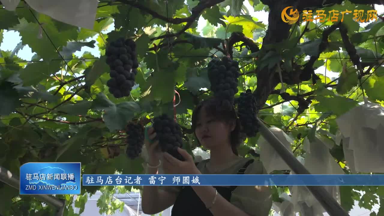 驛城區(qū)水屯鎮(zhèn)：小葡萄鼓起村民錢袋子