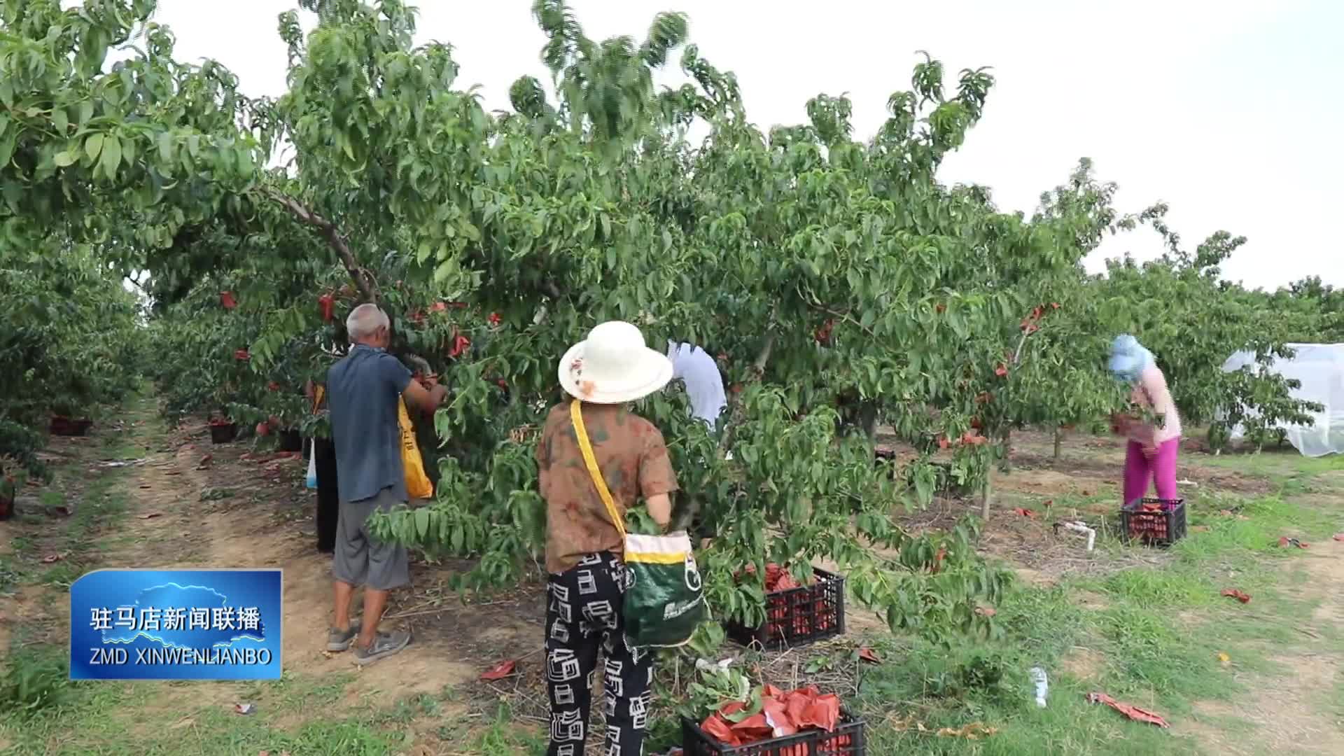 泌陽縣雙廟鄉(xiāng)：林果種植拓寬村民增收渠道