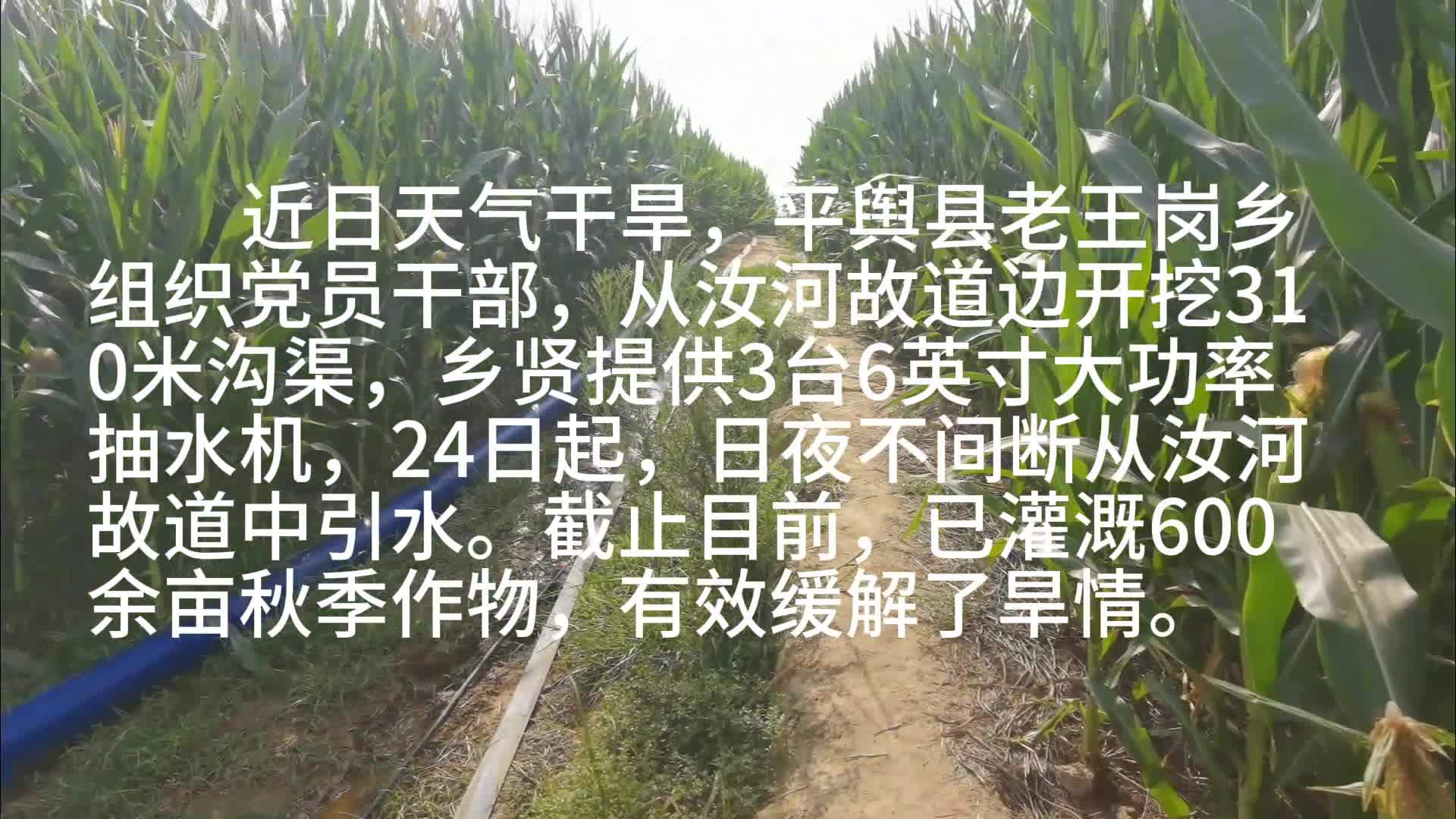 平舆县老王岗乡从汝河故道引水灌溉有效缓解旱情