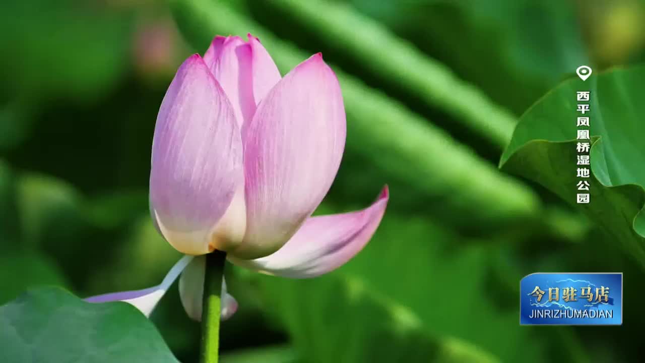荷风送香气 日映花更红