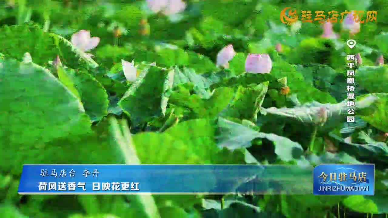 荷风送香气 日映花更红