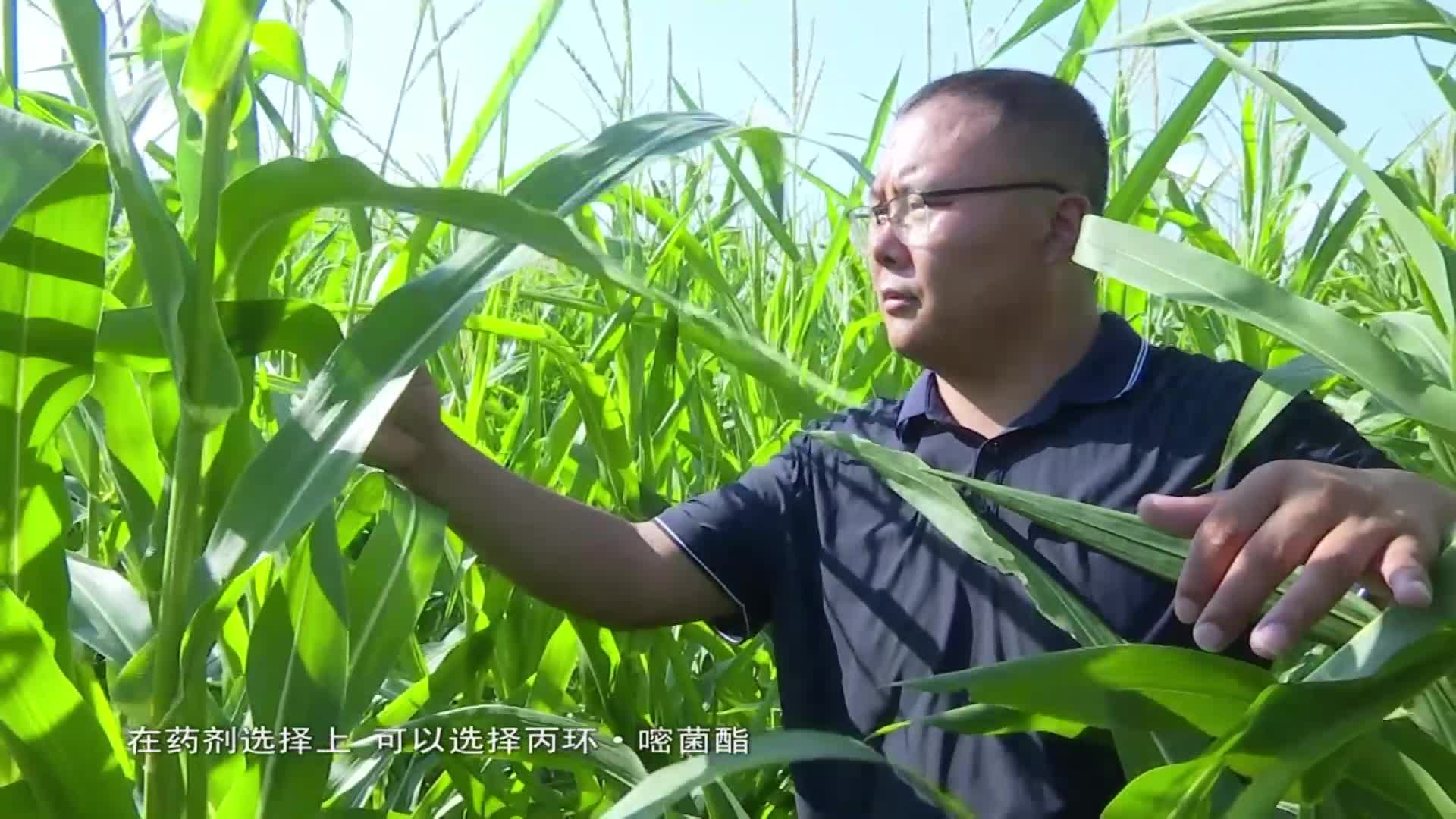 市农技专家下沉一线指导农户高效用水加病虫防治