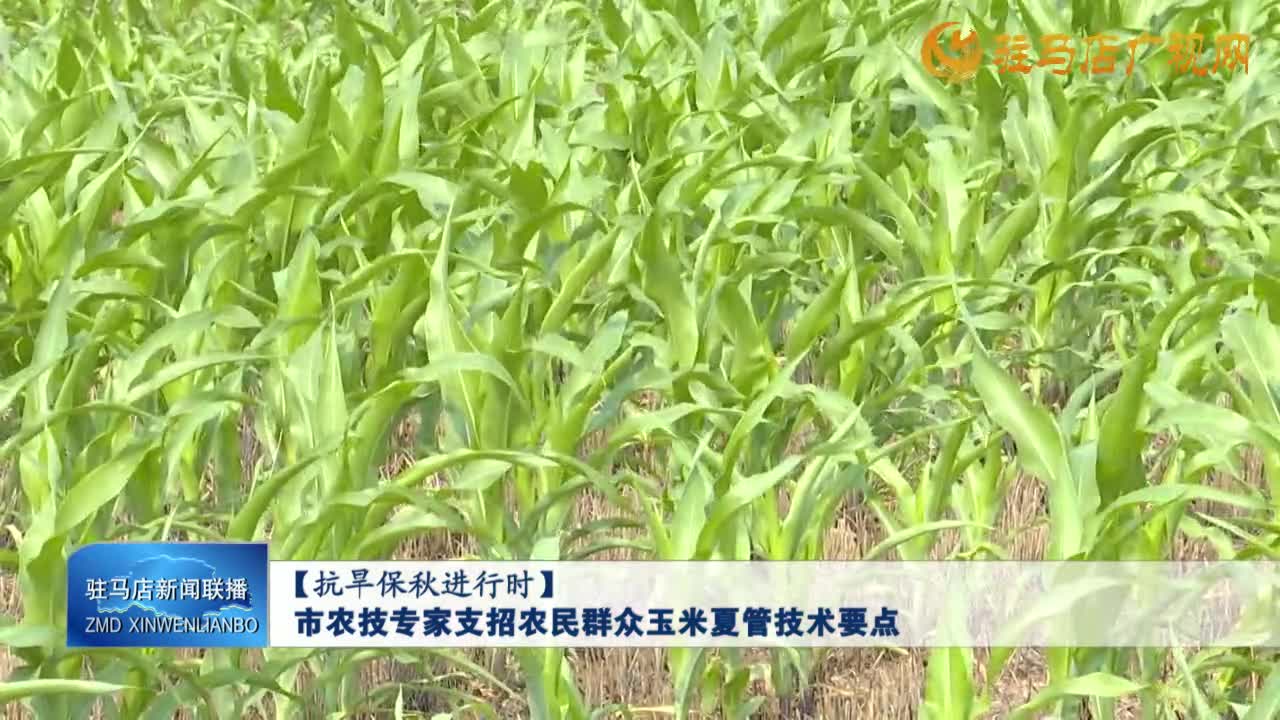 【抗旱保秋進行時】市農技專家支招農民群眾玉米夏管技術要點