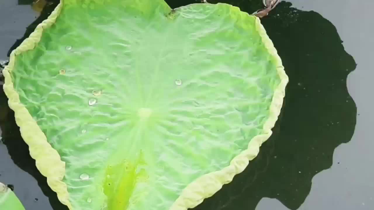 泌陽(yáng)濕地公園：一池荷色動(dòng)夏光