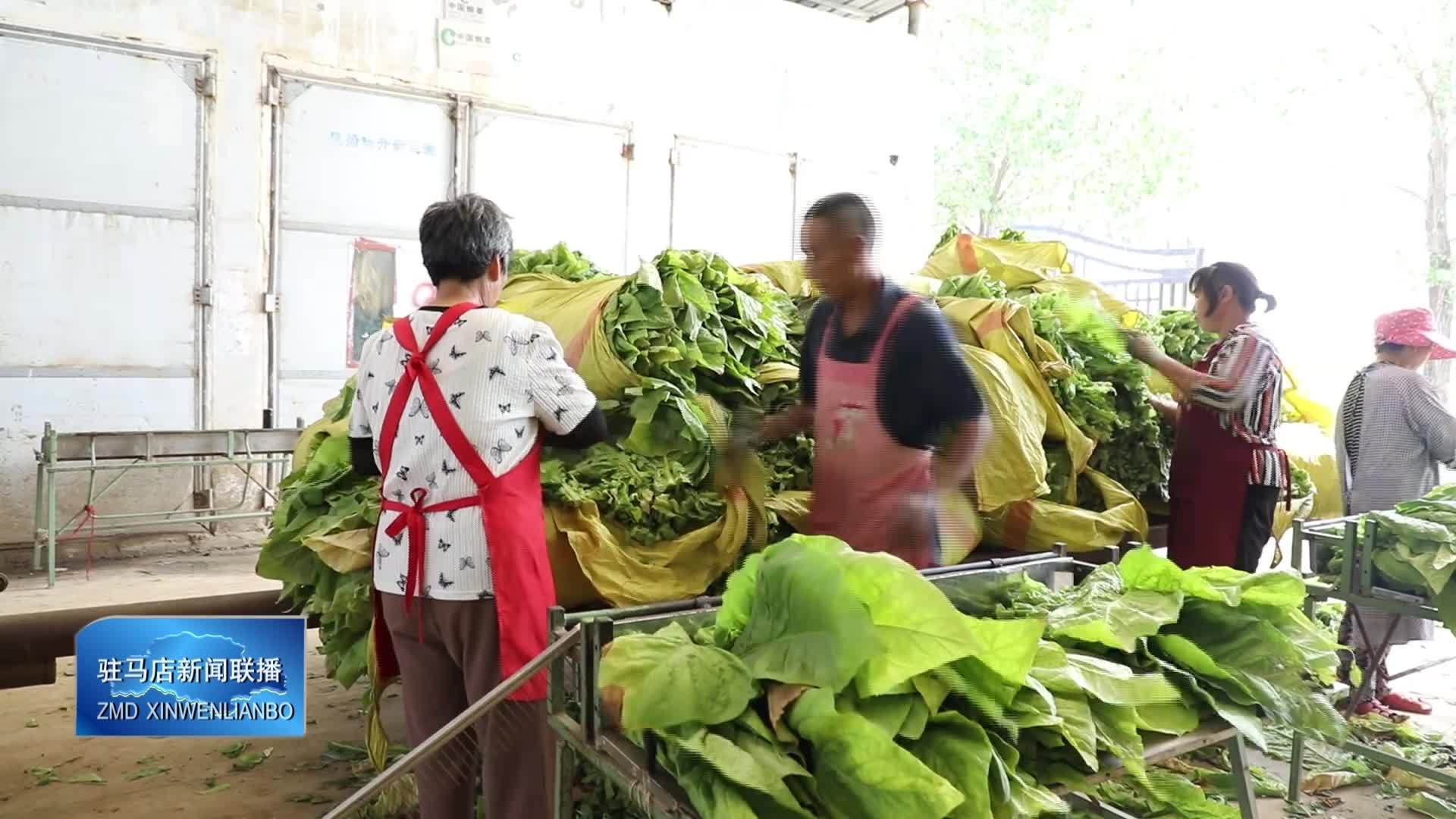 泌阳县：又到一年烤烟季 “金叶”飘香助增收