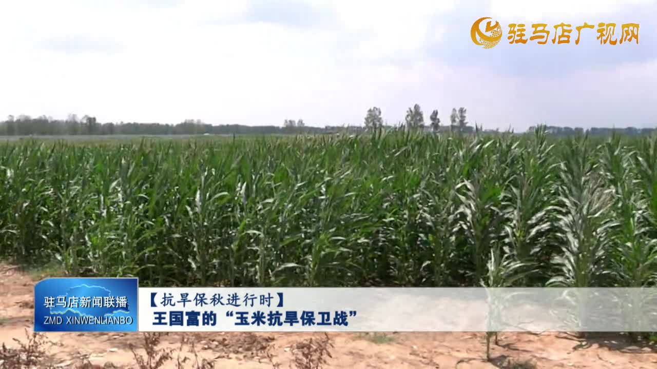【抗旱保秋進(jìn)行時(shí)】王國富的“玉米抗旱保衛(wèi)戰(zhàn)”