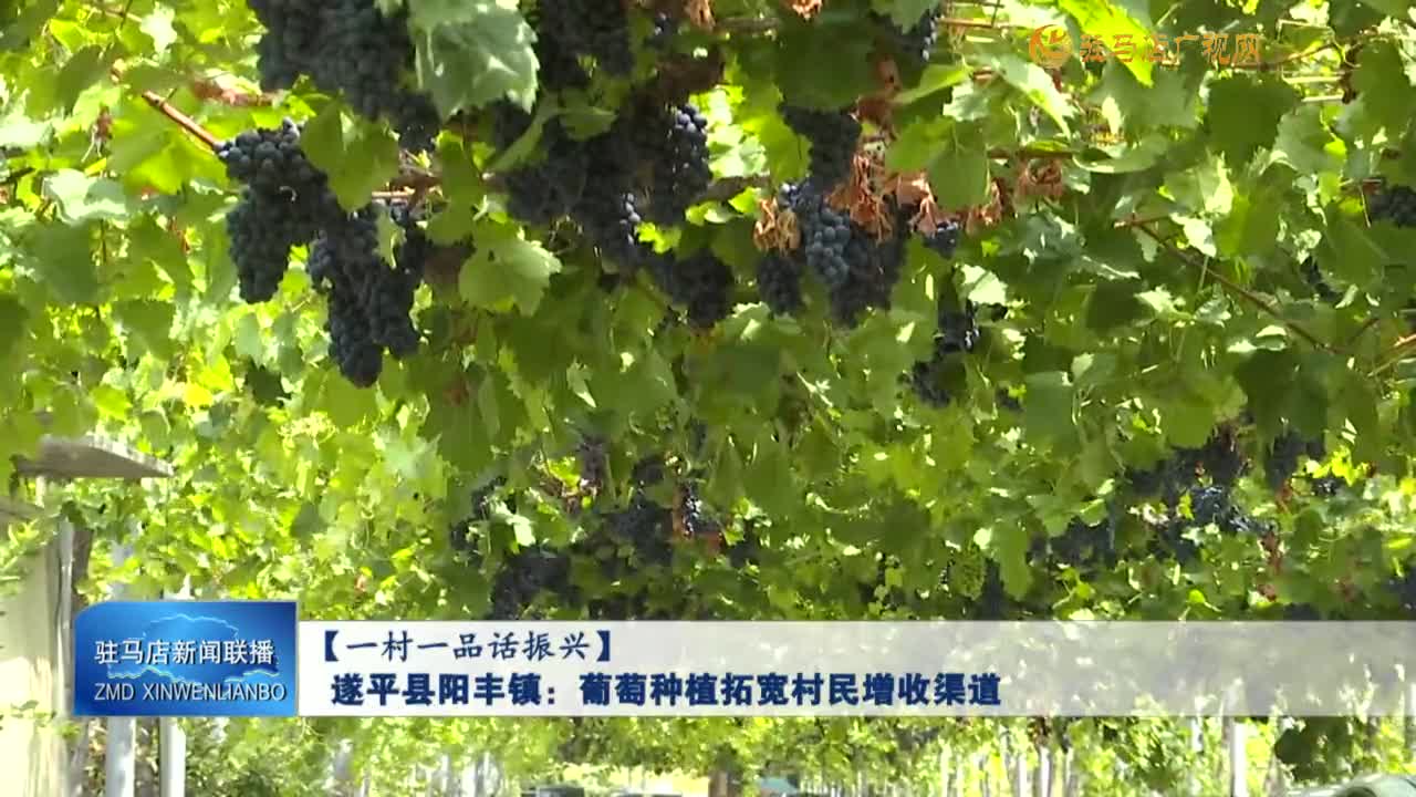 遂平县阳丰镇：葡萄种植拓宽村民增收渠道