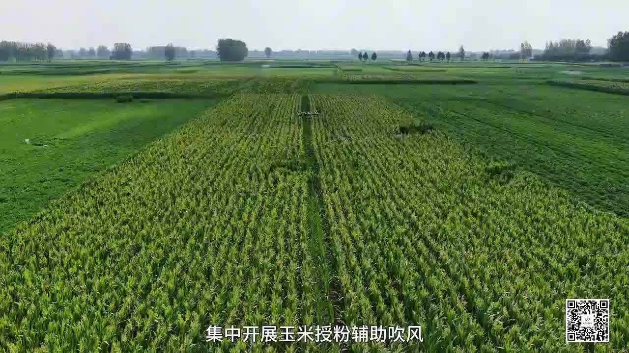 無人機“空中助陣”科技抗旱保秋收