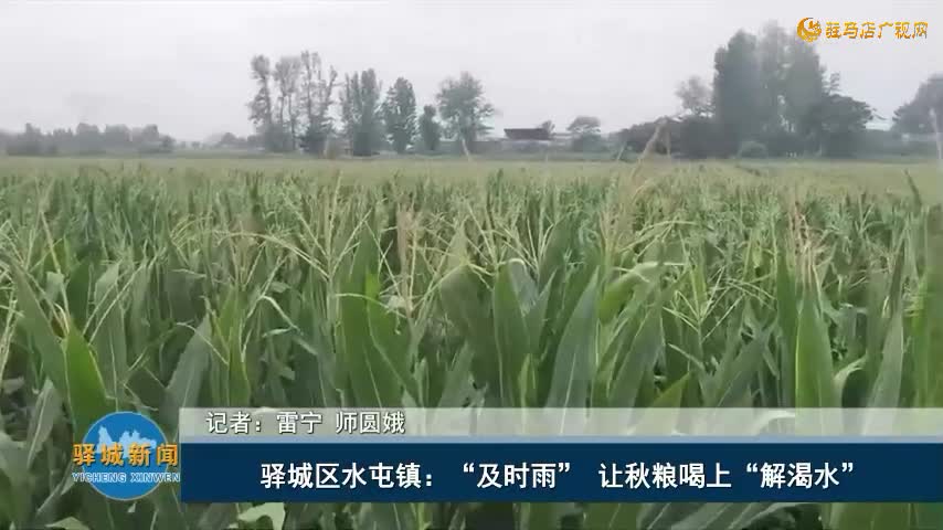 驛城區(qū)水屯鎮(zhèn)：“及時(shí)雨” 讓秋糧喝上“解渴水”
