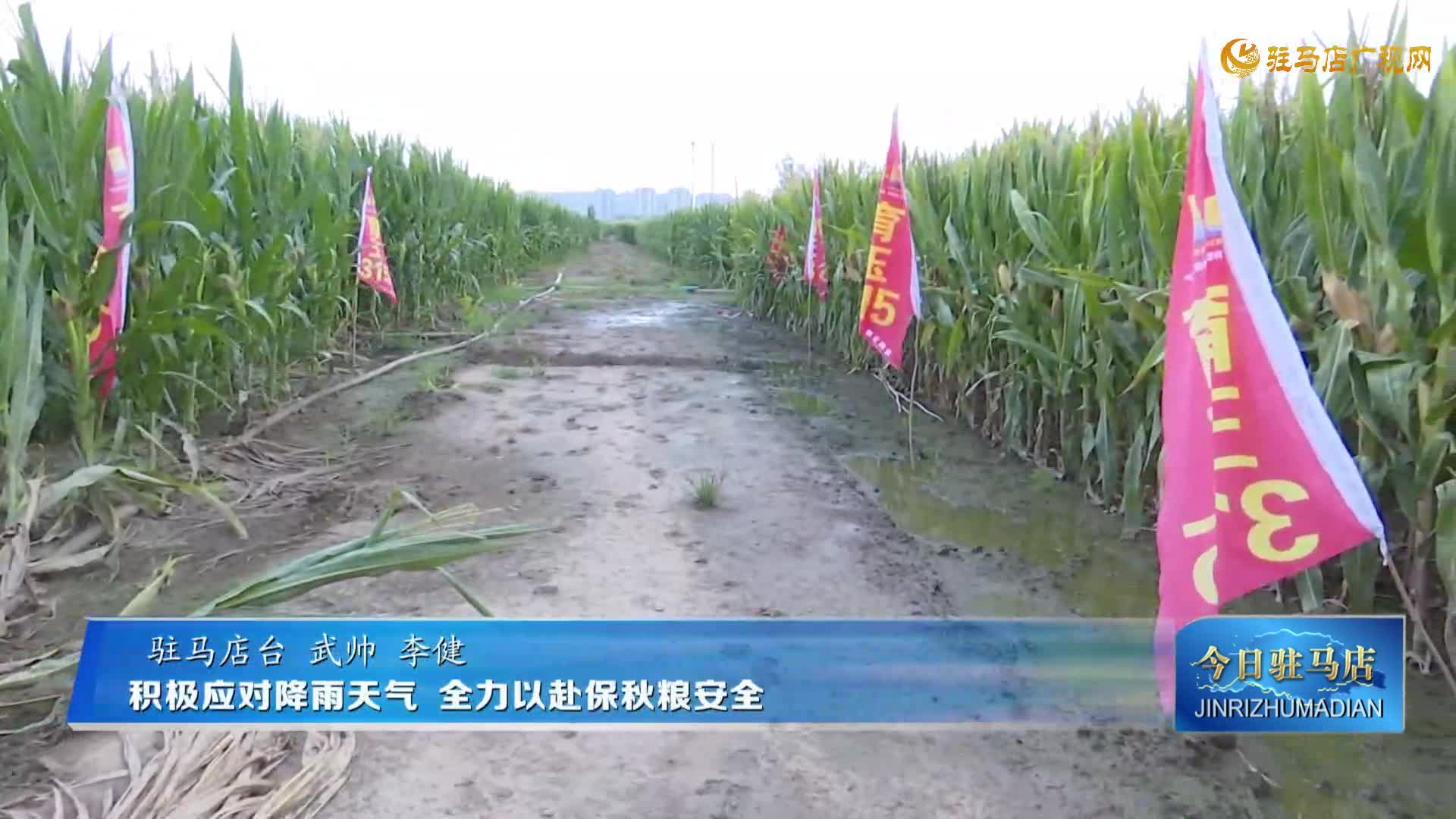【民生新聞】積極應(yīng)對降雨天氣 全力以赴保秋糧安全