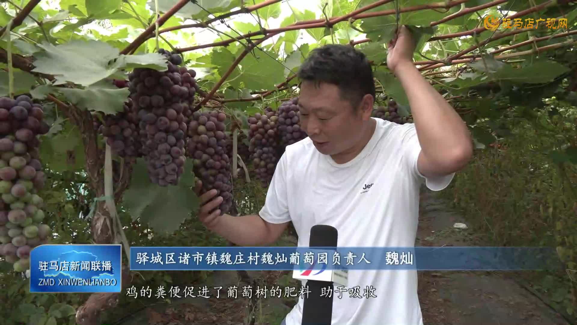 驛城區(qū)諸市鎮(zhèn)魏莊村：葡萄架下“種養(yǎng)循環(huán)”  生態(tài)農(nóng)業(yè)結(jié)出“增收果”