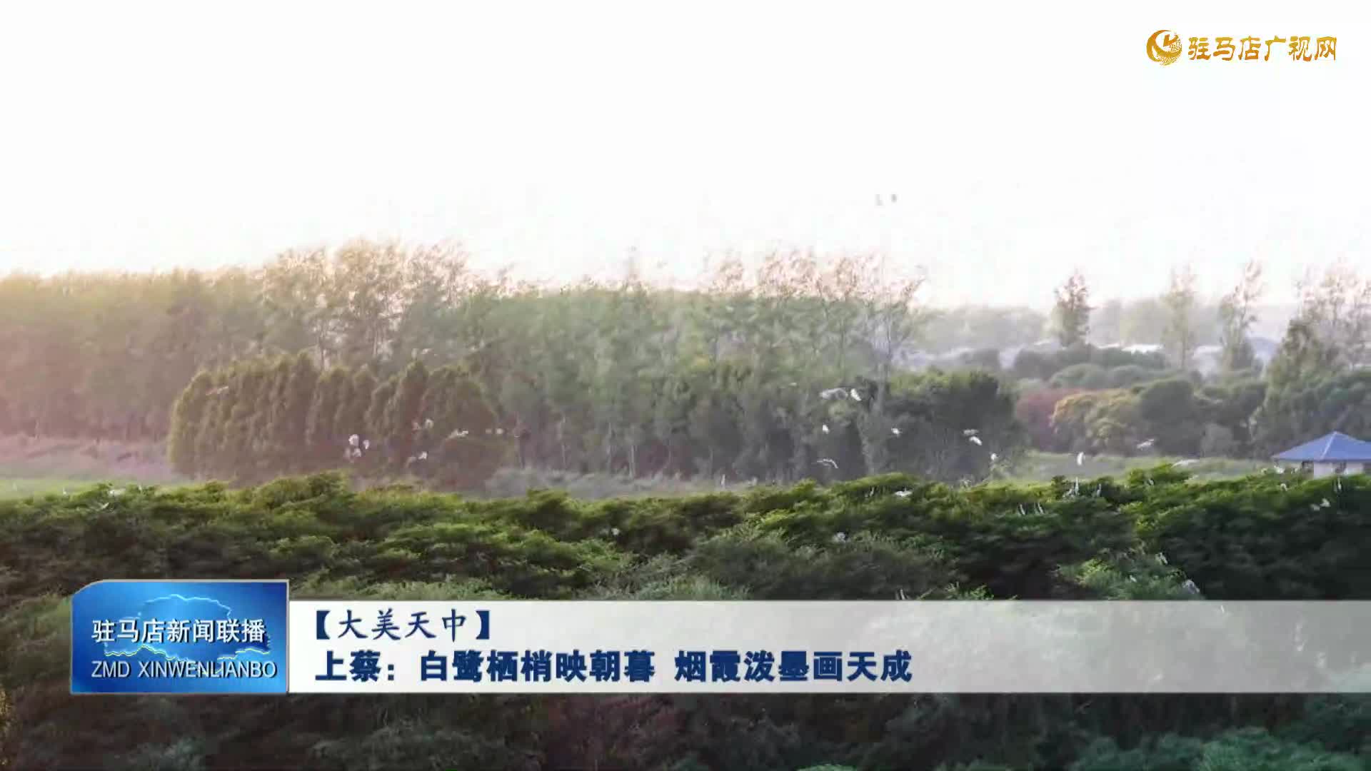 上蔡：白鹭栖梢映朝暮 烟霞泼墨画天成