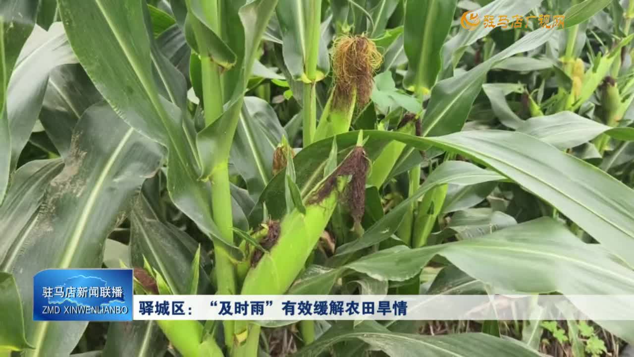 驛城區(qū)：“及時(shí)雨”有效緩解農(nóng)田旱情