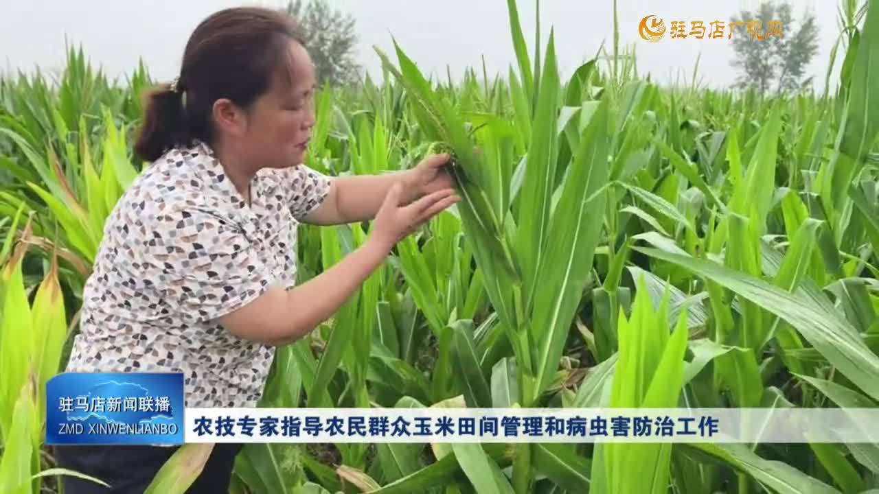 農(nóng)技專家指導(dǎo)農(nóng)民群眾玉米田間管理和病蟲害防治工作